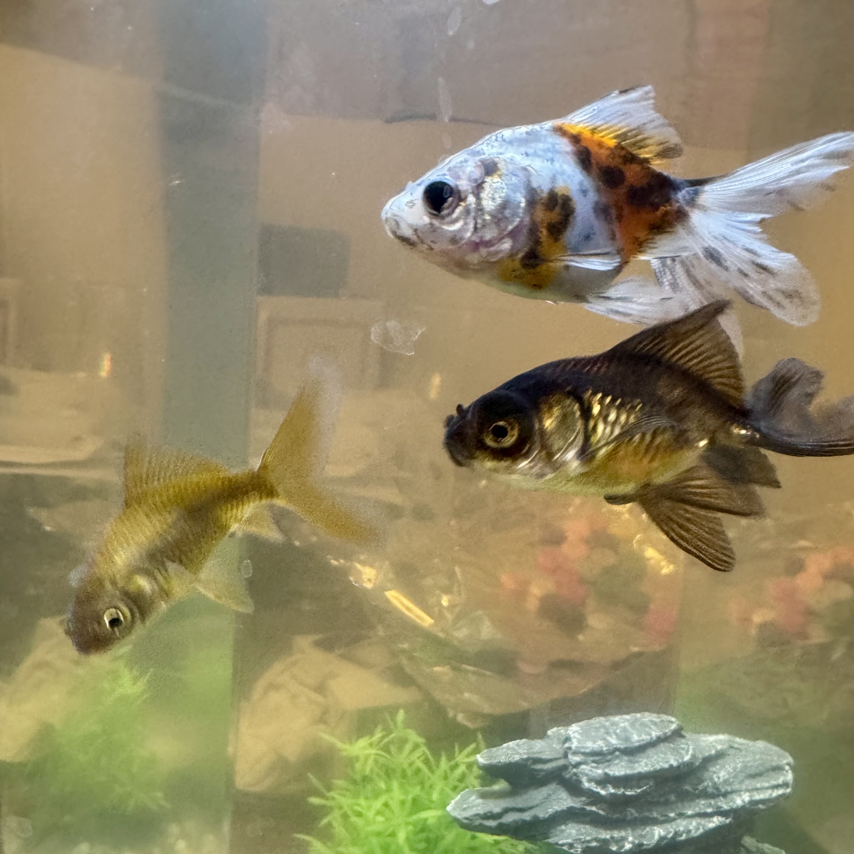Fish | The Stuff of Our Life