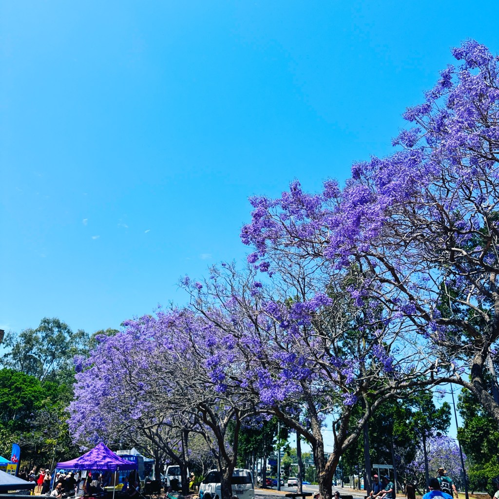 Clear blue sky with a swoop of jacaranda trees in purple flowering glory. There are less-glorious trees in the background. A festival is on, with a purple tent top next to the jacarandas as well as other tents and vans, and people milling about.